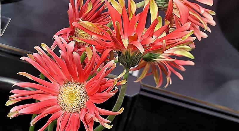 非洲菊 Pasitini 桔綠綠心 (圖片4)