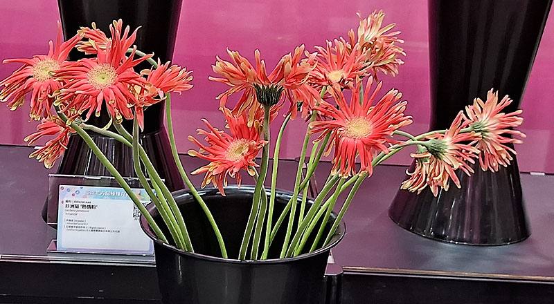 非洲菊 Pasitini 桔綠綠心 (圖片1)