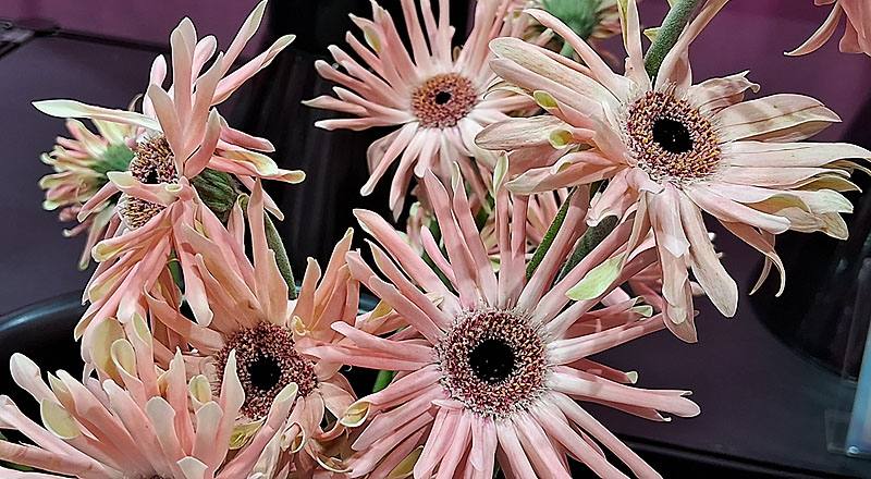 非洲菊 Pasitini 粉白黑心 (圖片3)