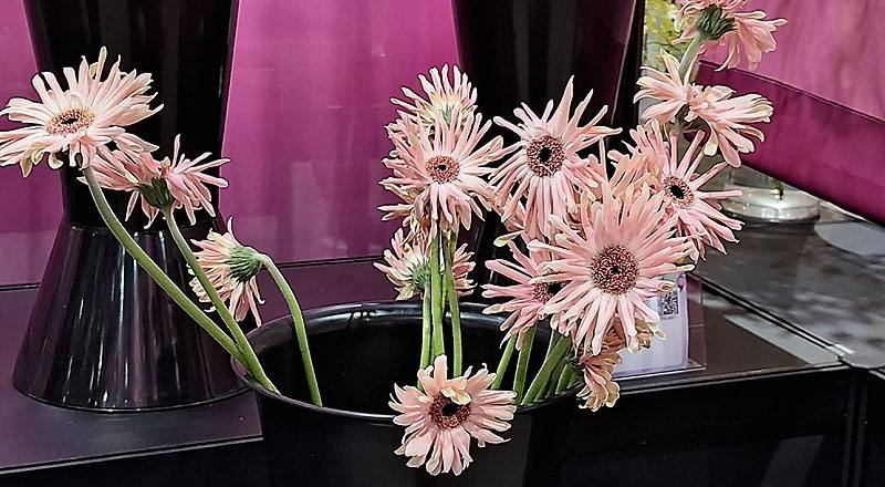 非洲菊 Pasitini 粉白黑心 (圖片1)