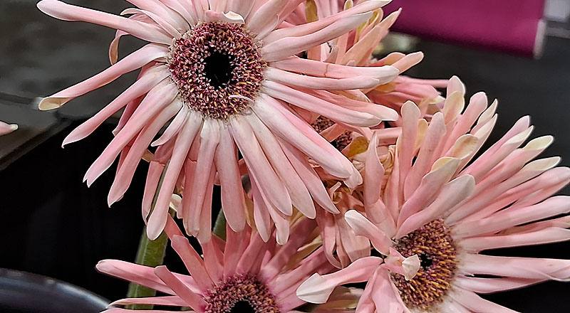 非洲菊 Pasitini 粉白黑心 (圖片4)