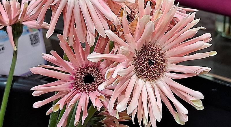 非洲菊 Pasitini 粉白黑心 (圖片2)
