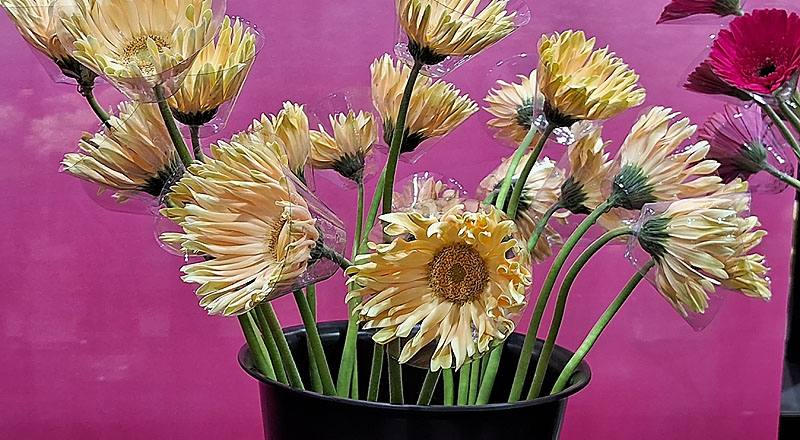 非洲菊 Pasta 白綠心 (圖片1)