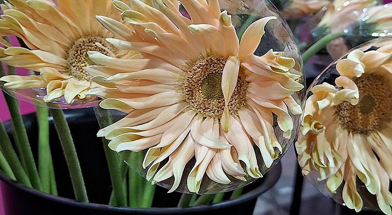 非洲菊 Pasta 白綠心 (圖片5)