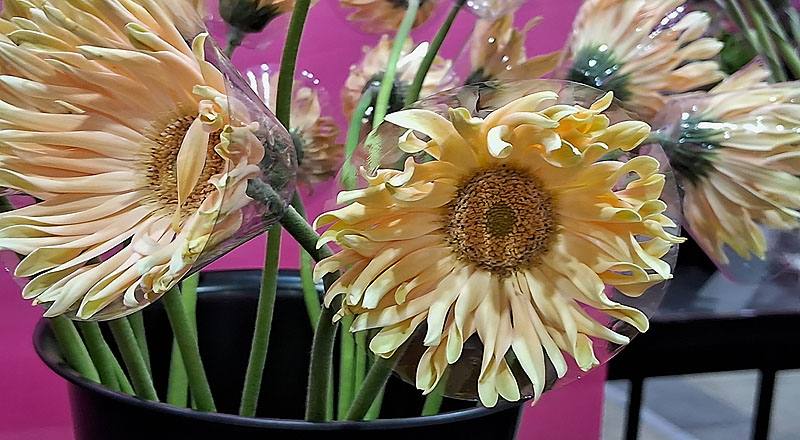 非洲菊 Pasta 白綠心 (圖片2)