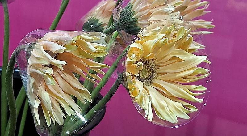 非洲菊 Pasta 白綠心 (圖片3)