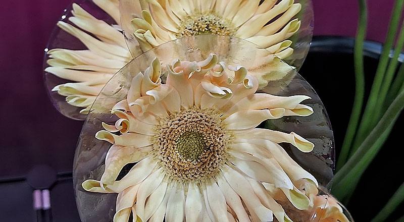 非洲菊 Pasta 白綠心 (圖片4)