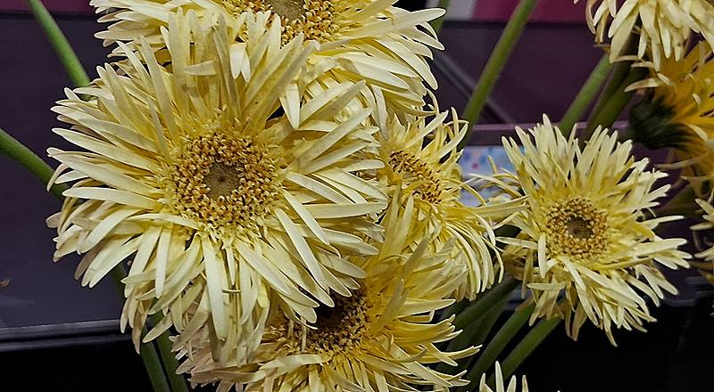 非洲菊 羽毛黃 (圖片2)