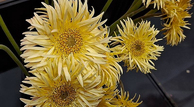 非洲菊 羽毛黃 (圖片4)