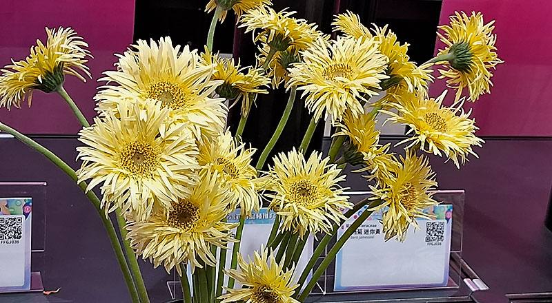 非洲菊 羽毛黃 (圖片1)