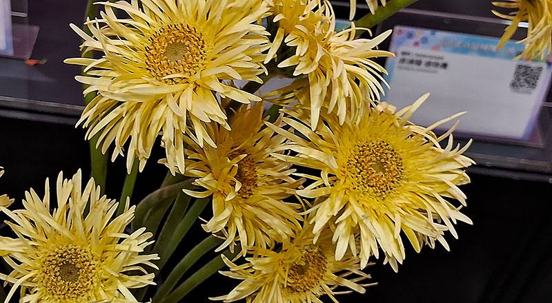 非洲菊 羽毛黃 (圖片3)