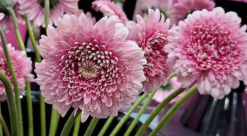 非洲菊 粉圓 (圖片2)