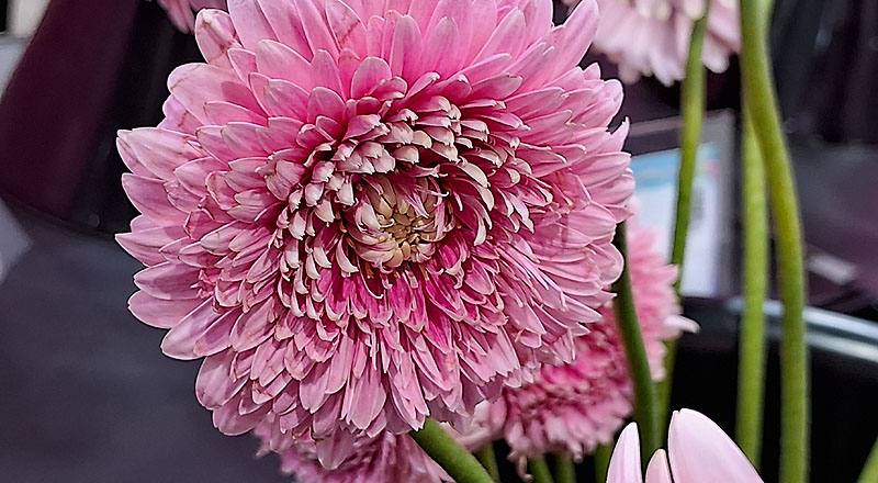 非洲菊 粉圓 (圖片3)