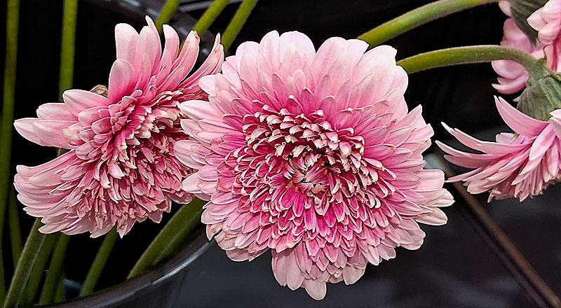 非洲菊 粉圓 (圖片4)