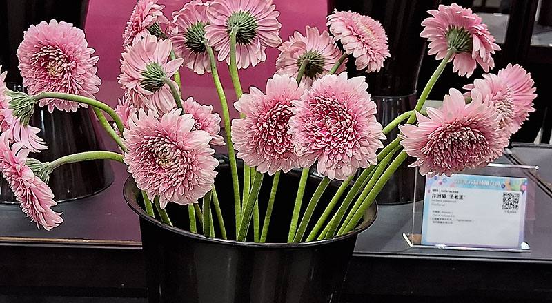 非洲菊 粉圓 (圖片1)