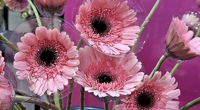 非洲菊 甜心 (圖片4)