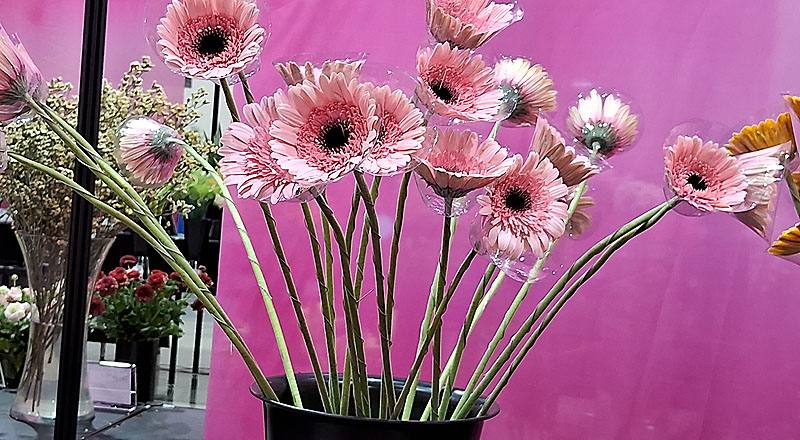 非洲菊 甜心 (圖片1)