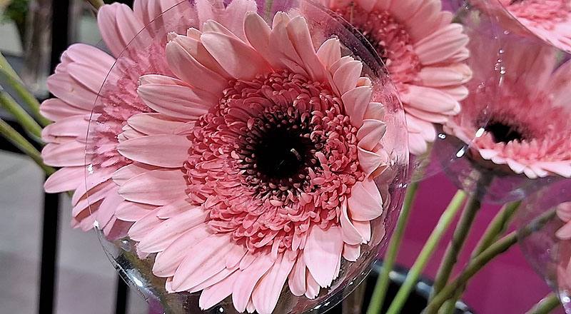 非洲菊 甜心 (圖片2)