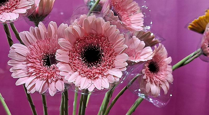 非洲菊 甜心 (圖片3)