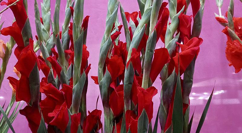 劍蘭 紅 (圖片2)