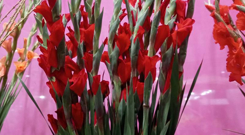 劍蘭 紅 (圖片1)