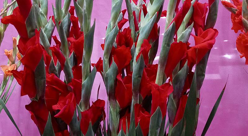 劍蘭 紅 (圖片3)