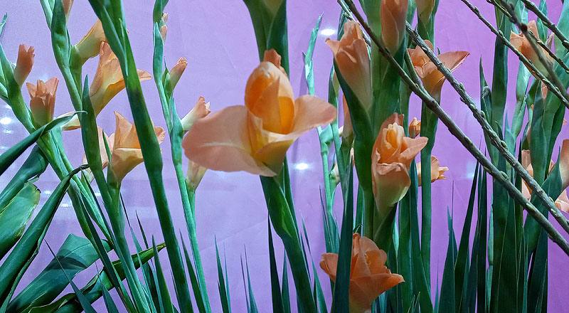 劍蘭 橙 (圖片1)