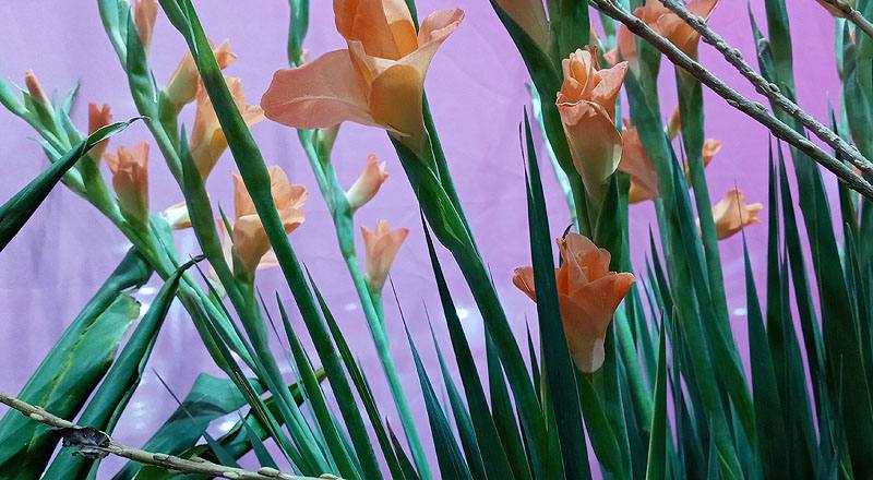 劍蘭 橙 (圖片2)