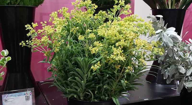 八卦草(黃河) (圖片1)