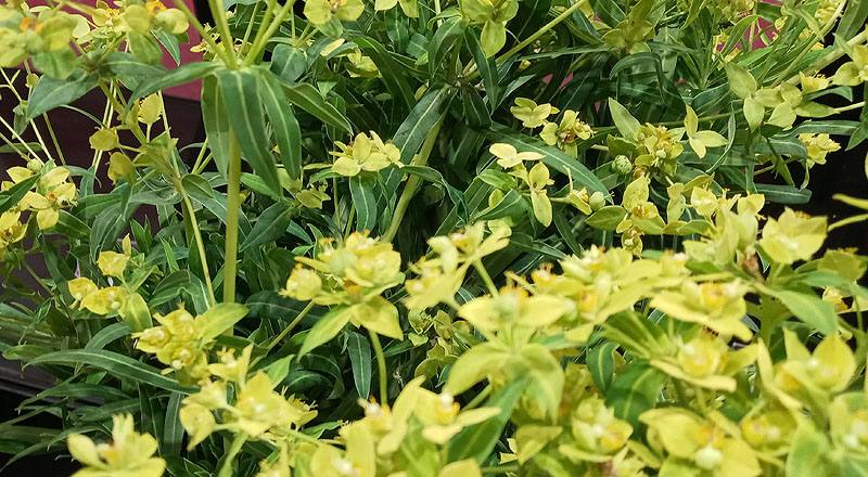 八卦草(黃河) (圖片5)