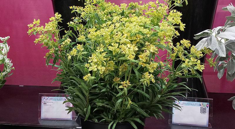 八卦草(黃河) (圖片2)