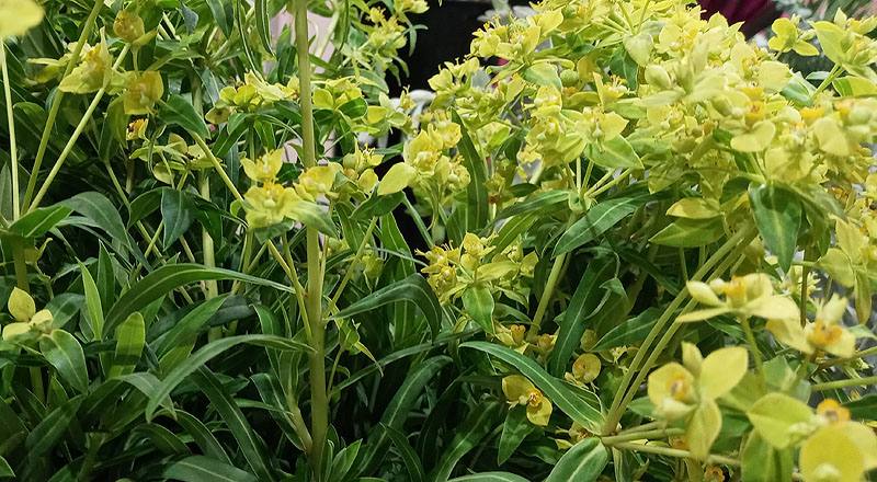 八卦草(黃河) (圖片4)