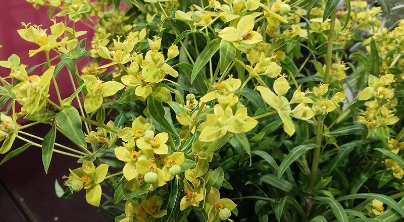 八卦草(黃河) (圖片3)