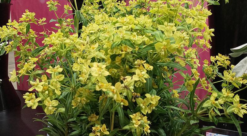 八卦草(黃河) (圖片6)