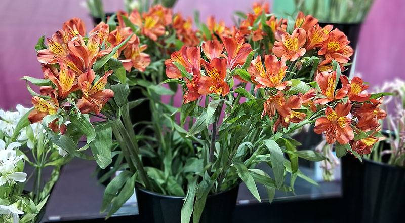 水仙百合 紅 (圖片6)