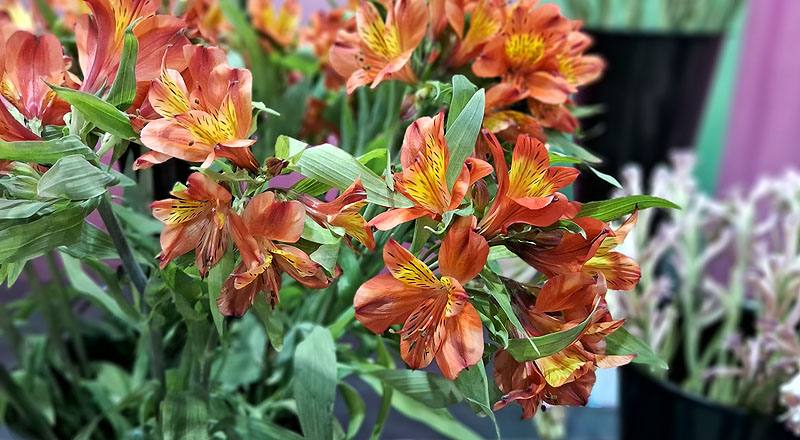 水仙百合 紅 (圖片9)