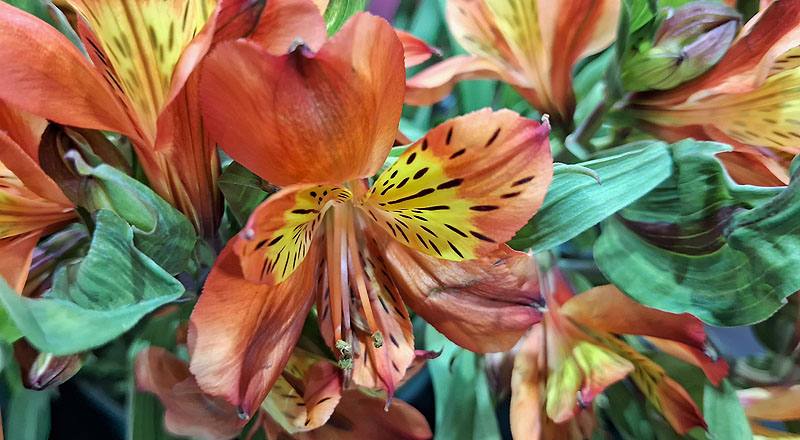 水仙百合 紅 (圖片5)