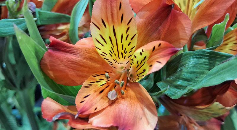 水仙百合 紅 (圖片4)