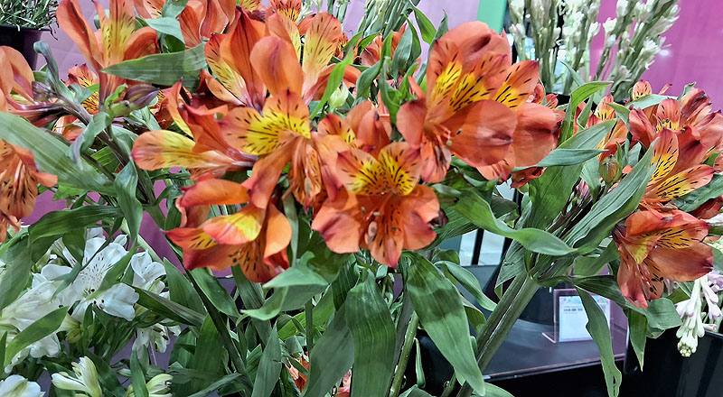 水仙百合 紅 (圖片2)