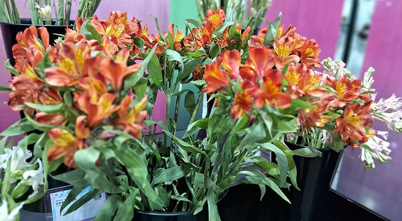 水仙百合 紅 (圖片7)