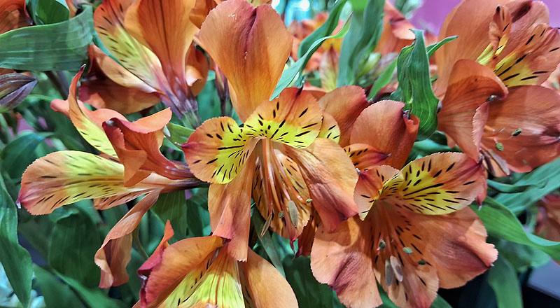 水仙百合 紅 (圖片3)