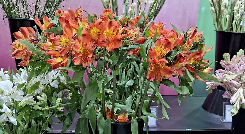 水仙百合 紅 (圖片1)