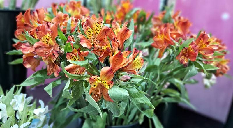 水仙百合 紅 (圖片8)