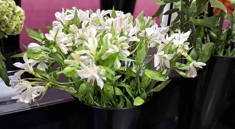 水仙百合 白 (圖片5)