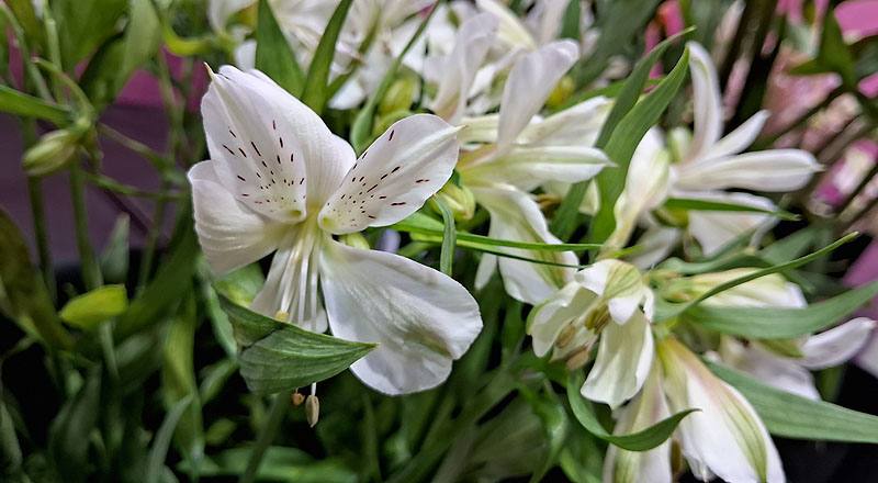 水仙百合 白 (圖片3)