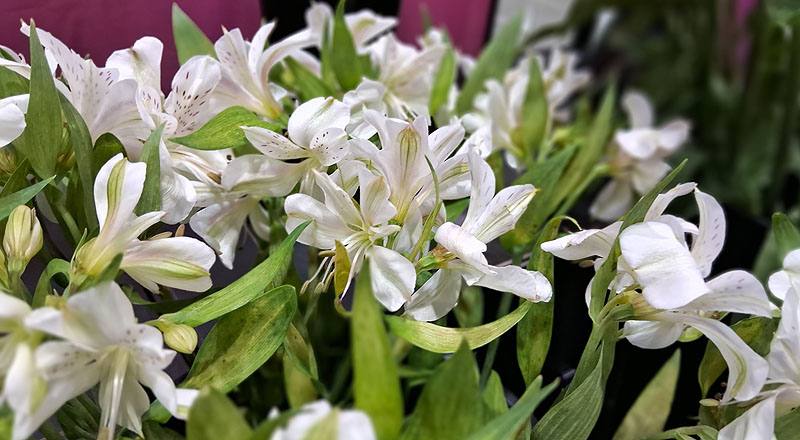 水仙百合 白 (圖片9)