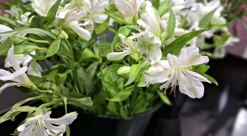 水仙百合 白 (圖片8)