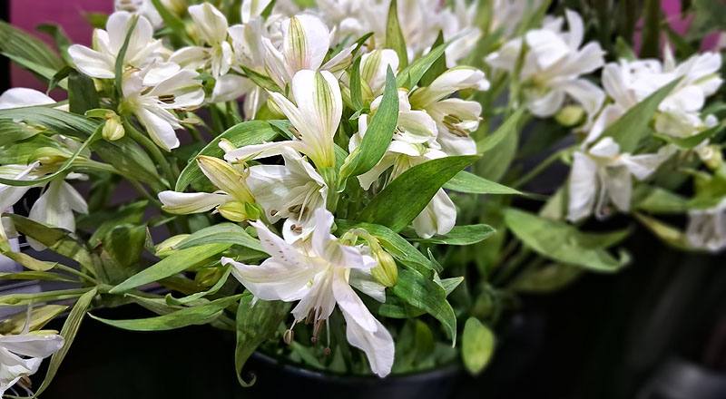 水仙百合 白 (圖片6)