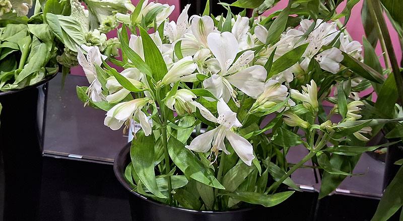 水仙百合 白 (圖片1)