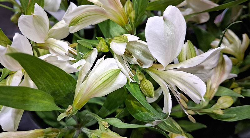 水仙百合 白 (圖片4)